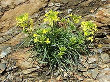 Erysimum nevadense httpsuploadwikimediaorgwikipediaenthumb8