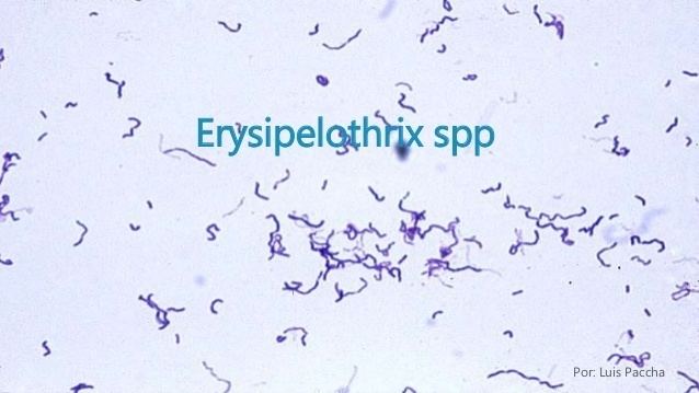 Erysipelothrix Erysipelothrix spp