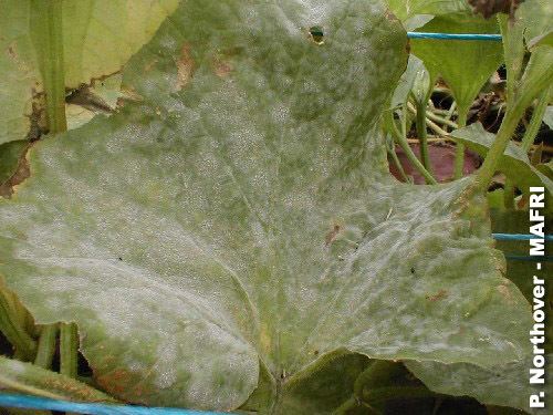 Erysiphe cichoracearum Powdery Mildew and Humid Conditions Manitoba Agriculture