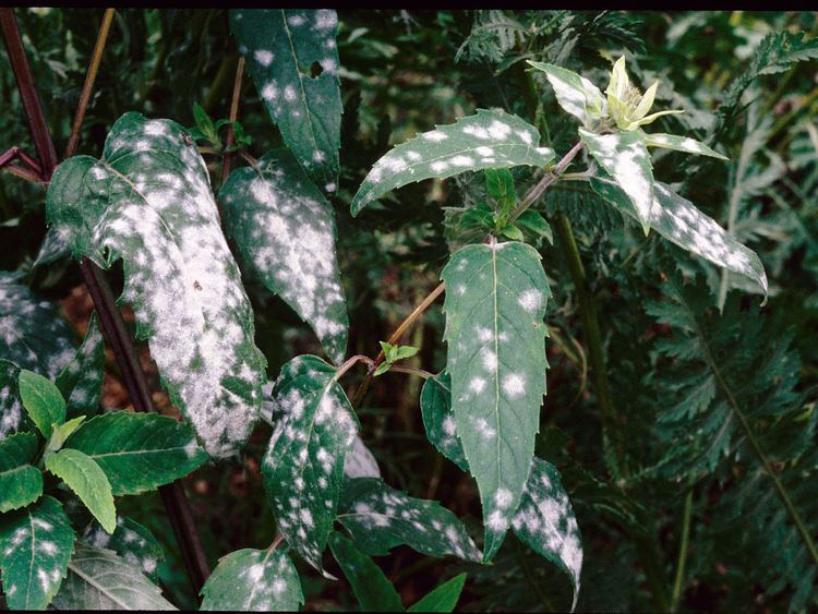 Erysiphe cichoracearum Erysiphe cichoracearum powdery mildew symptoms on Monarda