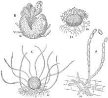 Erysiphe cruciferarum httpsuploadwikimediaorgwikipediacommonsthu