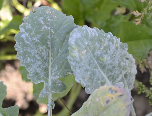 Erysiphe cruciferarum Rapsmehltau