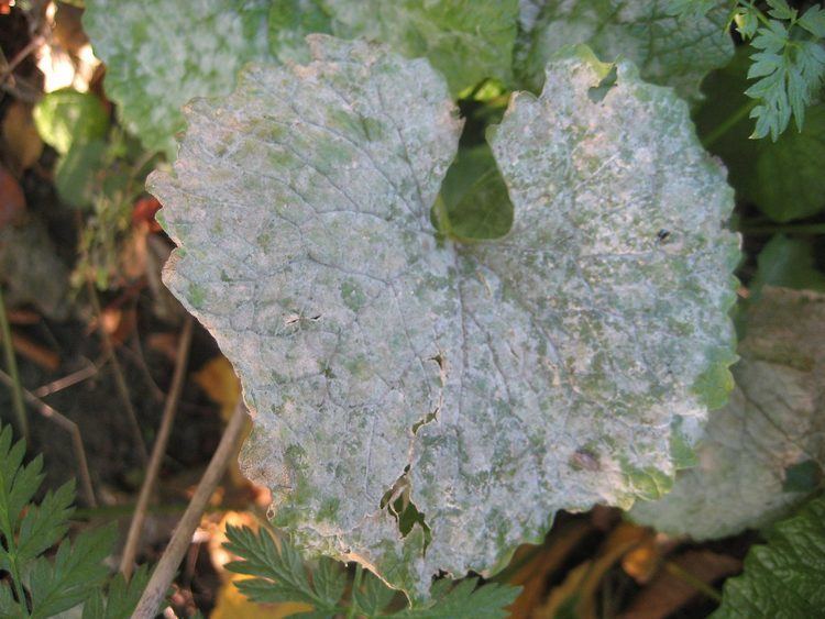 Erysiphe cruciferarum Korsblomstmeldug Erysiphe cruciferarum Meldugfamilien