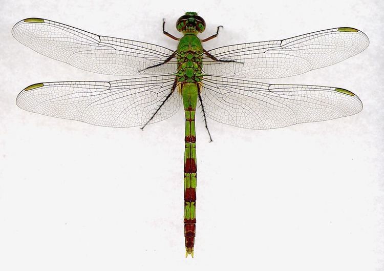 Erythemis Libellulidae AL Digital Dragonflies
