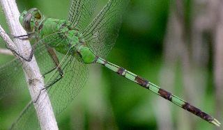 Erythemis vesiculosa Valerie39s Austin Bug Collection Insects gt Odonata dragonflies