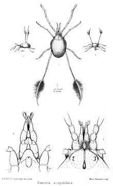 Erythraeidae httpsuploadwikimediaorgwikipediacommonsthu