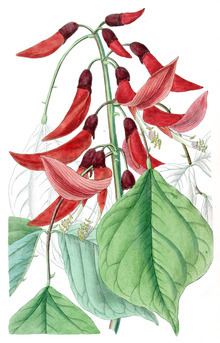 Erythrina × bidwillii httpsuploadwikimediaorgwikipediacommonsthu