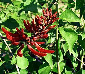 Erythrina × bidwillii Erythrina x bidwillii at San Marcos Growers