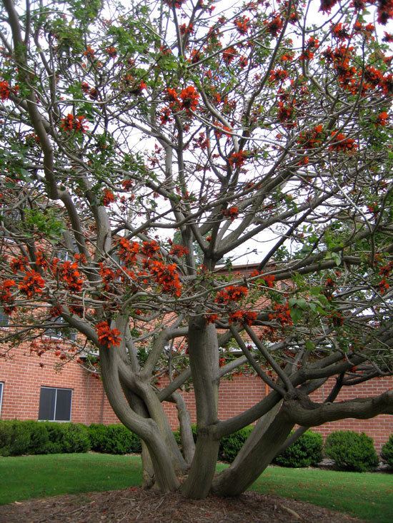 Erythrina caffra UFEI SelecTree A Tree Selection Guide