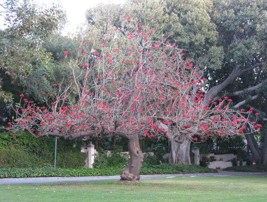 Erythrina coralloides httpsselectreecalpolyeduimages050016origi