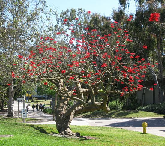 Erythrina coralloides UFEI SelecTree A Tree Selection Guide