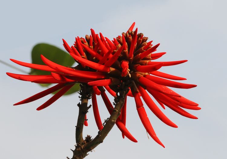 Erythrina coralloides FileNaked Coral Tree Erythrina coralloides 02JPG Wikimedia Commons