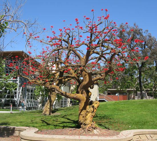 Erythrina coralloides UFEI SelecTree A Tree Selection Guide