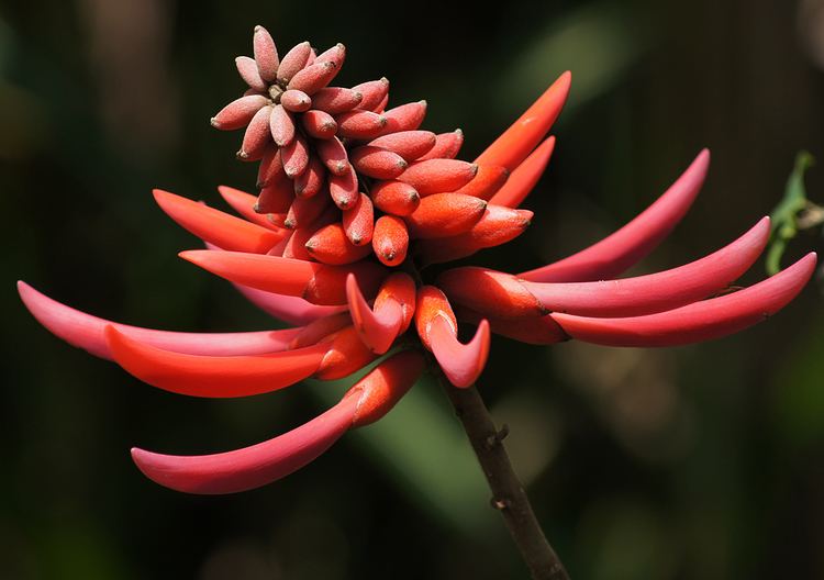 Erythrina coralloides Photos of Colombia Flowers Erythrina coralloides