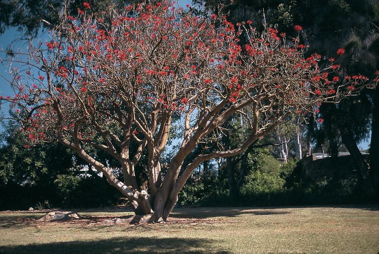 Erythrina coralloides Pacific Horticulture Society Trees of Santa Barbara A