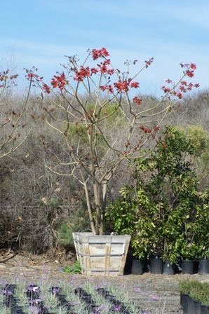 Erythrina coralloides ERYTHRINA coralloides Evergreen Nursery