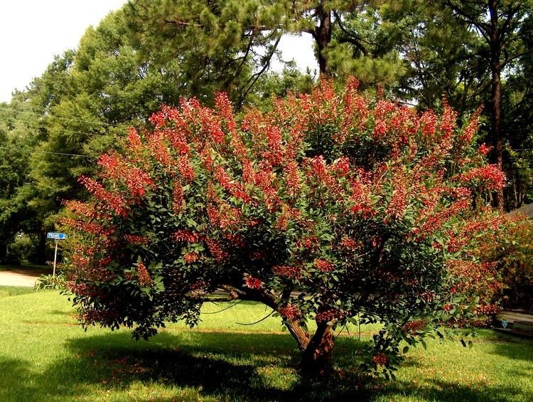 Erythrina crista-galli Online Plant Guide Erythrina cristagalli Coral Tree