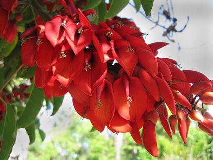 Erythrina crista-galli Erythrina cristagalli Fireman39s Cap Cockspur Coral Tree