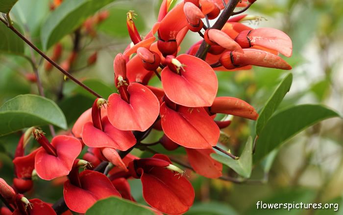 Erythrina crista-galli Erythrina cristagalli pictures Coral tree pictures