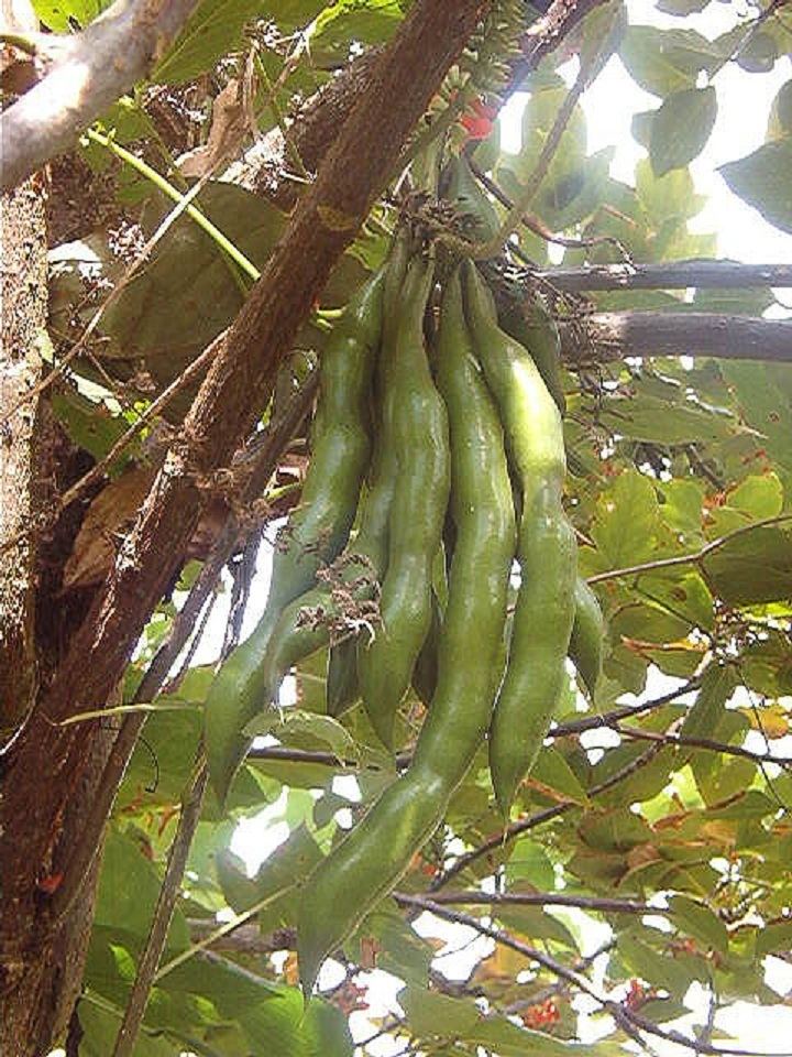 Erythrina edulis Sacha PorotoAndean Tree Bean Erythrina edulis Zoom39s Edible Plants