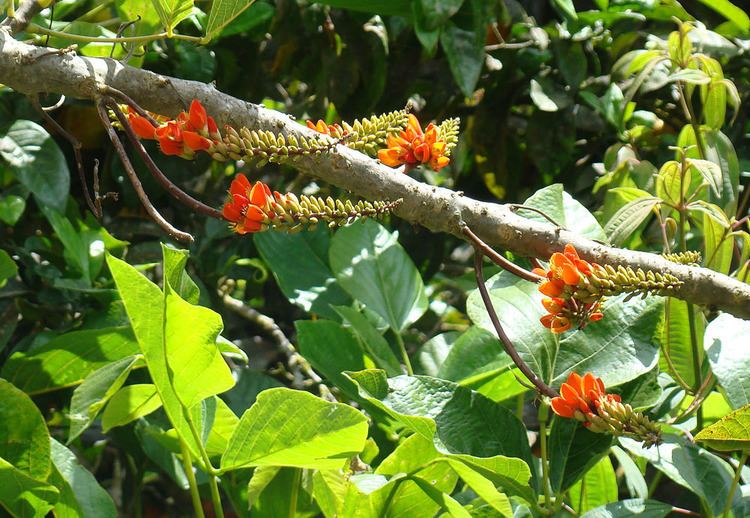 Erythrina edulis Erythrina edulis Images Useful Tropical Plants