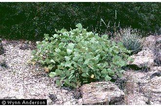Erythrina flabelliformis Plants Profile for Erythrina flabelliformis coralbean
