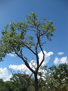 Erythrina haerdii httpsuploadwikimediaorgwikipediacommonsthu