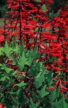 Erythrina herbacea ErythHe2jpg