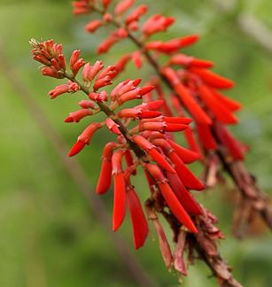 Erythrina humeana Erythrina humeana quotNatal Coral Treequot Buy Online at Annie39s Annuals