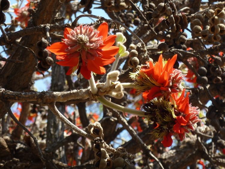 Erythrina latissima FileErythrina latissima blomme en peule d Pretoriajpg