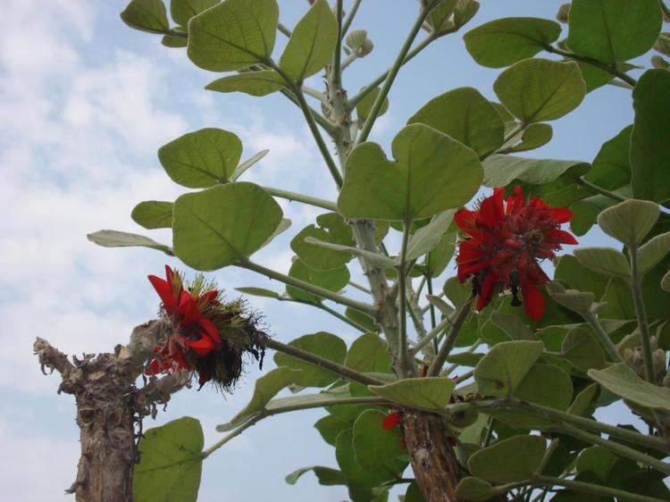 Erythrina latissima Erythrina latissima