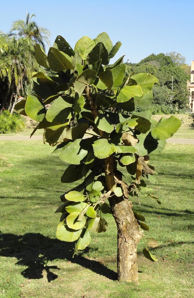 Erythrina latissima FileErythrina latissima KZN NBTjpg Wikimedia Commons