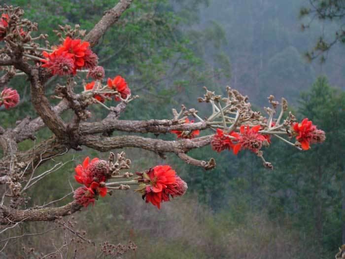 Erythrina latissima wwwecomancozanurserygallerygalleryimageser