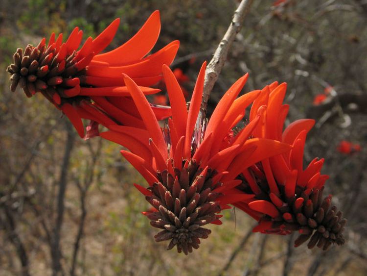 Erythrina lysistemon Erythrina lysistemon Plantinfo EVERYTHING and ANYTHING about