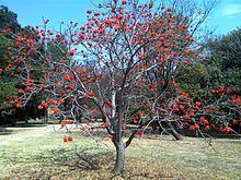 Erythrina lysistemon httpsuploadwikimediaorgwikipediacommonsthu