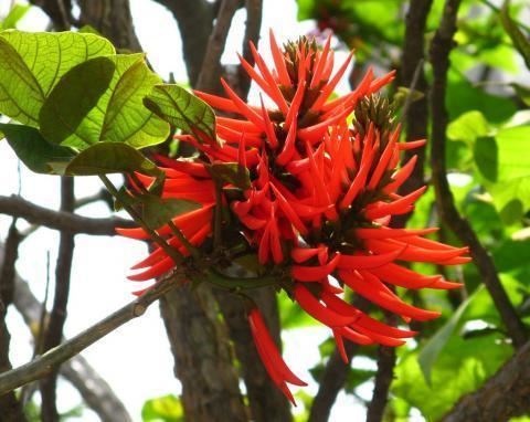 Erythrina mulungu Mulungu The Happy Herb Company