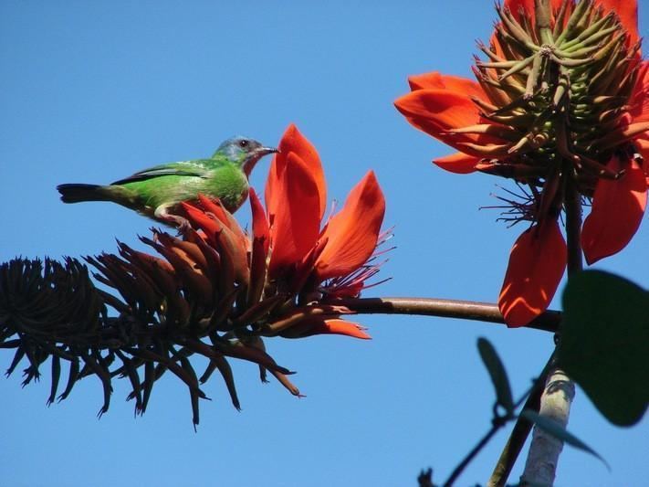 Erythrina mulungu Mulungu bark powder Erythrina mulungu TrancePlants Sacred