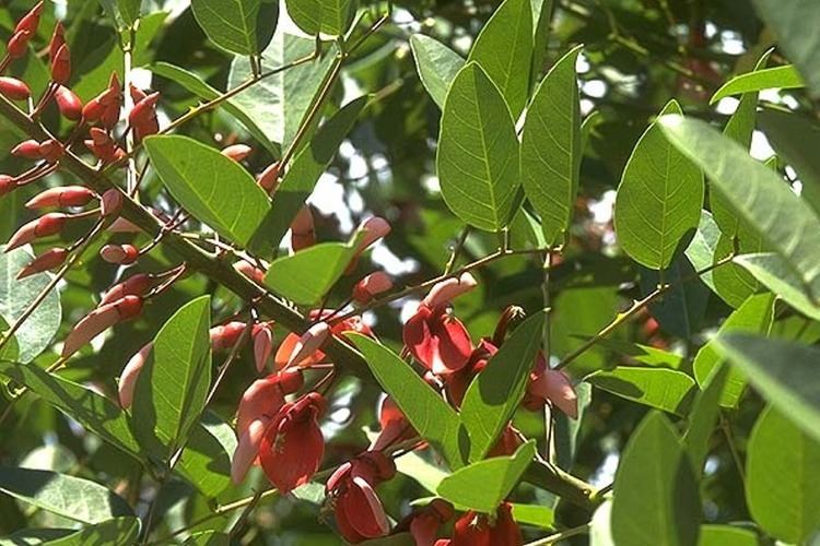 Erythrina mulungu Erythrina mulungu Mulungu Seeds Z