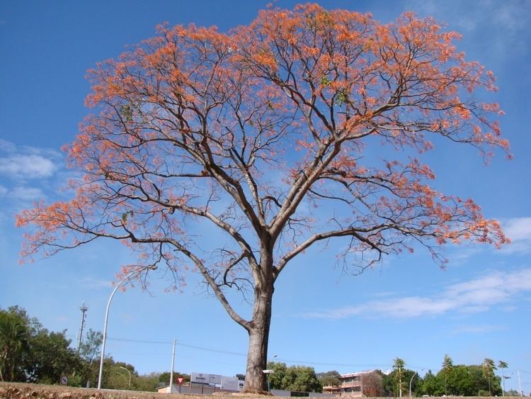 Erythrina mulungu httpsuploadwikimediaorgwikipediacommons22