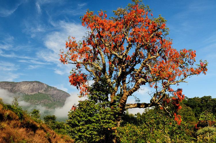 Erythrina mulungu Mulungu Erythrina mulungu Photos Diagrams amp Topos SummitPost