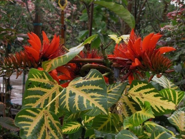 Erythrina orientalis Erythrina Variegata Orientalis Black Olive East Nursery Online Store