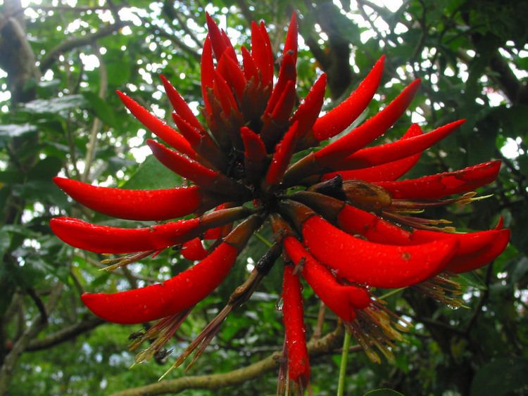 Erythrina orientalis Erythrina orientalis Fabaceae image 29805 at PhytoImagessiuedu