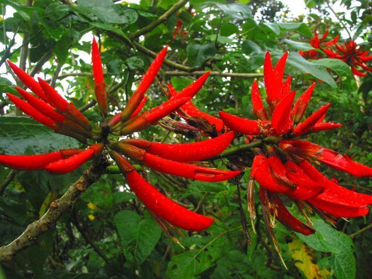 Erythrina orientalis Erythrina orientalis Fabaceae image 29804 at PhytoImagessiuedu