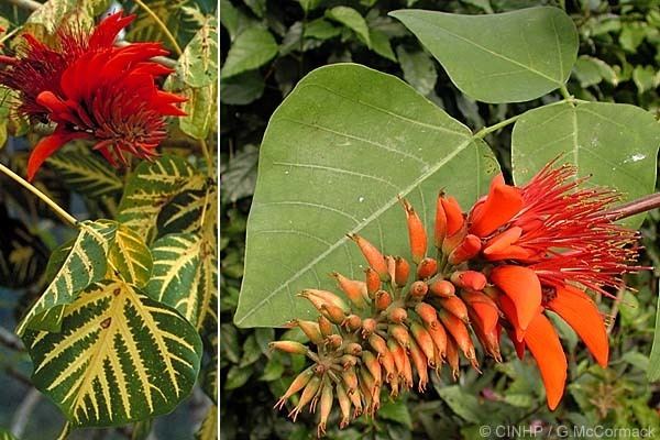 Erythrina orientalis Cook Islands Biodiversity Erythrina variegata Coral Tree