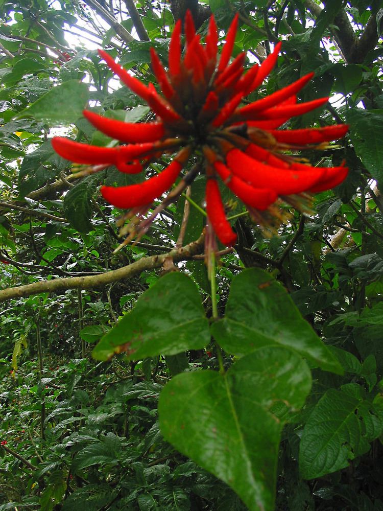 Erythrina orientalis Erythrina orientalis Fabaceae image 29806 at PhytoImagessiuedu