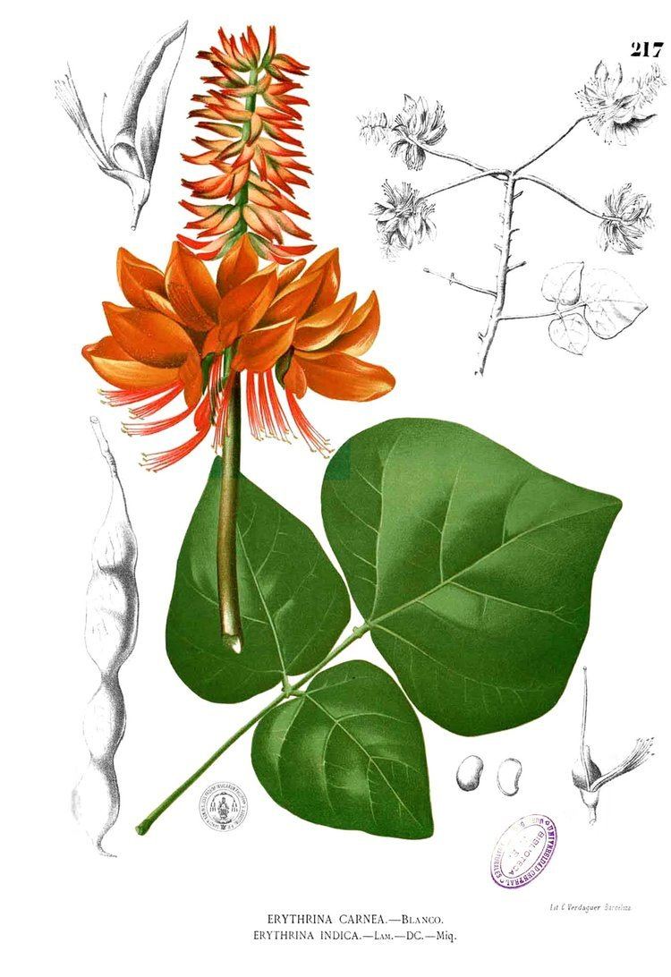 Erythrina orientalis Erythrina variegata Wikiwand