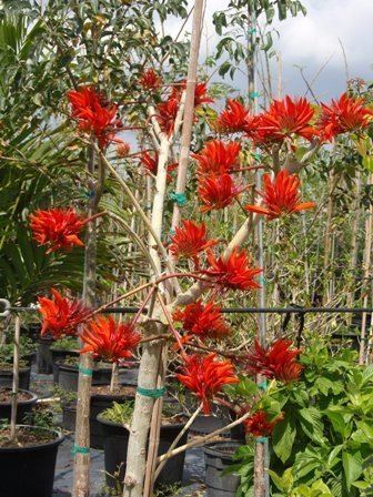 Erythrina orientalis Erythrina variegata var Orientalis Tiger Claw Tree