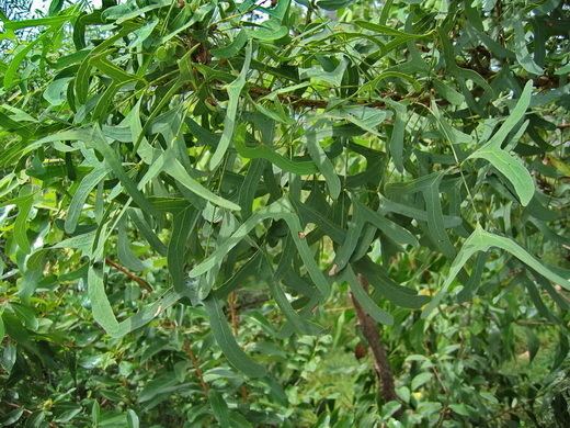Erythrina vespertilio SGAP Townsville Erythrina vespertilio