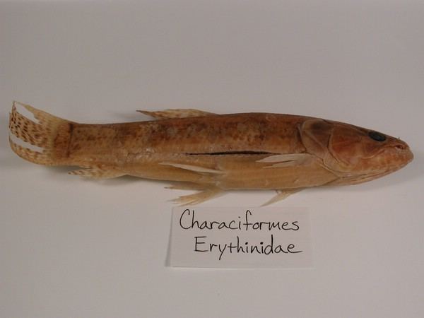 Erythrinidae Characiformes Erythrinidae Fisheries Media Gallery