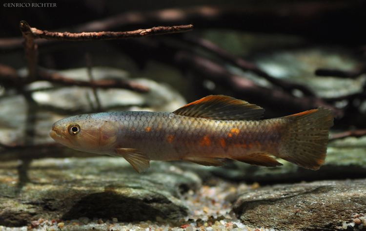 Erythrinus erythrinus The red Lachssalmler Erythrinus erythrinus Freshwater Fish
